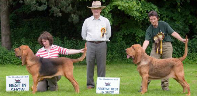 <em> Pictured is Logic winning the CC and BOB and Best In Show at the Bloodhound Club Championship show 2008. Res BIS and res CC went to Linda Van Der Sichels' bitch Multi Ch Charlotte Truffe Medievale (pictured right) photo courtesy Mr B Wood</em>